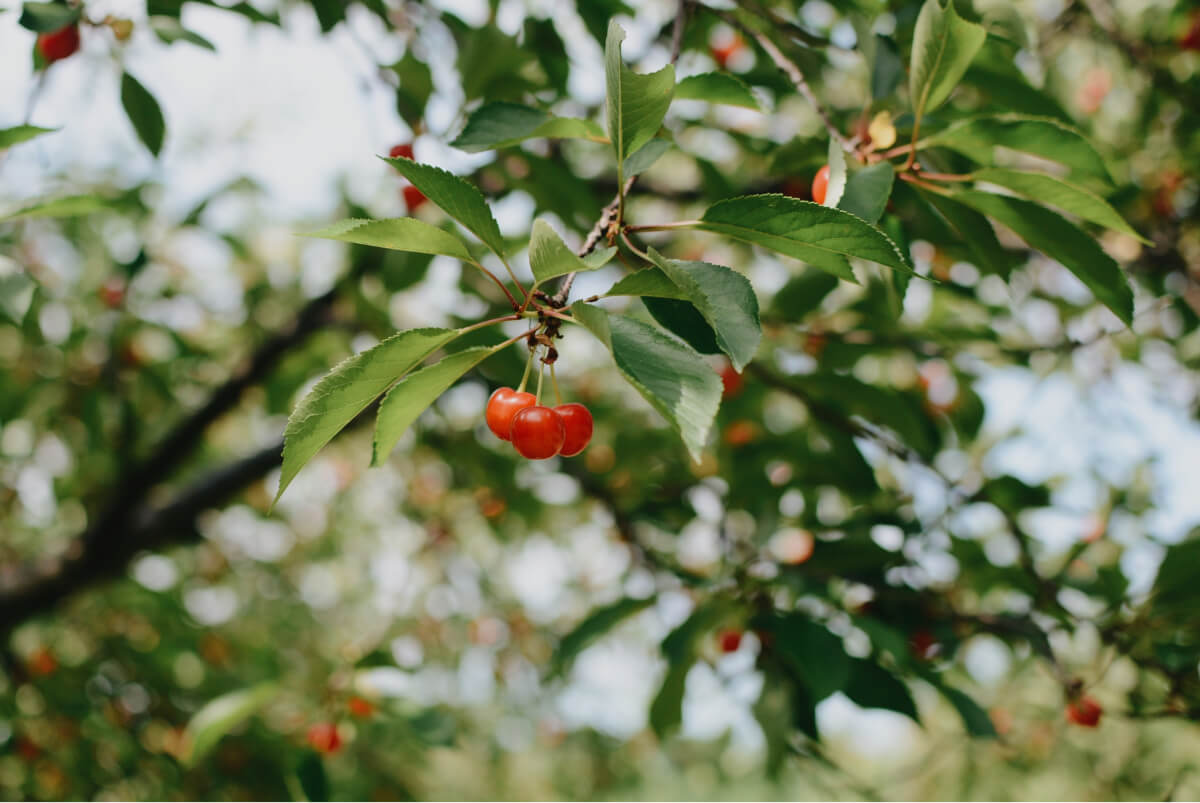 Cherries on tree