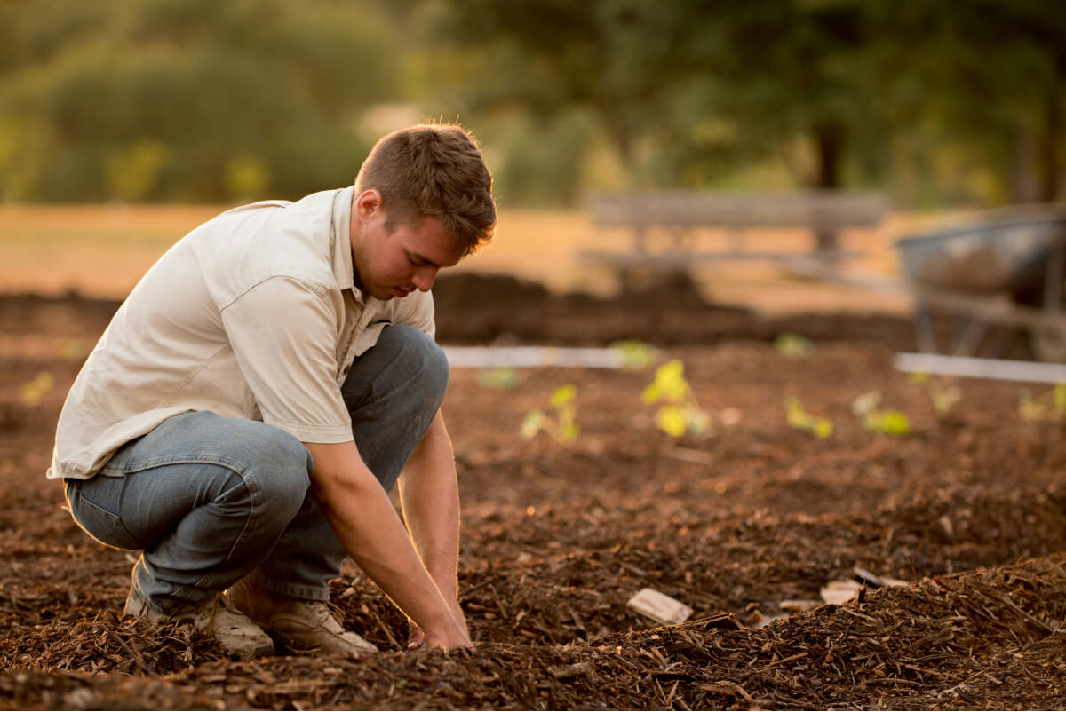 Farmer tending to his crops