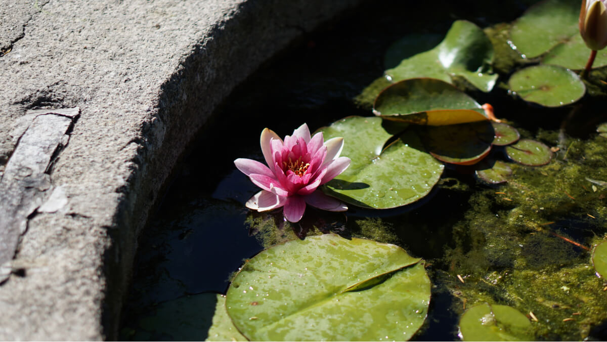 Lotus flower floating in water